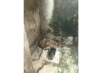 बाराबनी में मिला गोल्डन जैकाल, टूटे बाथरूम में छिपा था सियार; वन विभाग ने किया रेस्क्यू 3 Golden jackal found in Barabani; the animal was hiding in a dilapidated bathroom—Forest Department carried out the rescue.