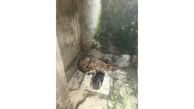 Golden jackal found in Barabani; the animal was hiding in a dilapidated bathroom—Forest Department carried out the rescue.