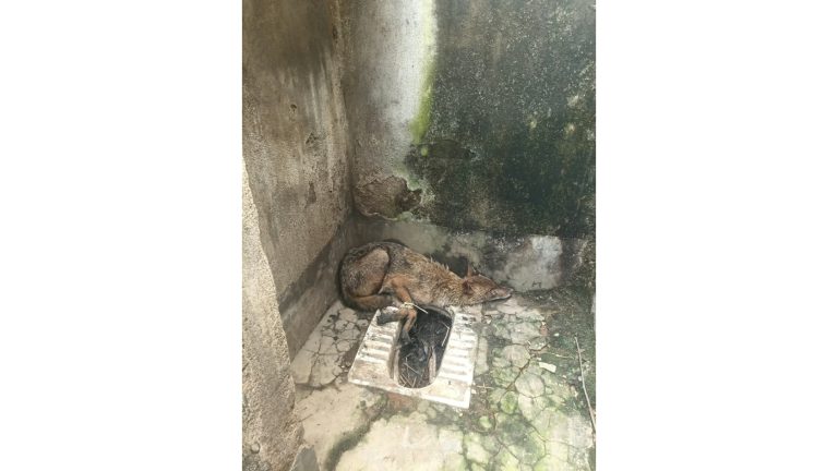 बाराबनी में मिला गोल्डन जैकाल, टूटे बाथरूम में छिपा था सियार; वन विभाग ने किया रेस्क्यू
