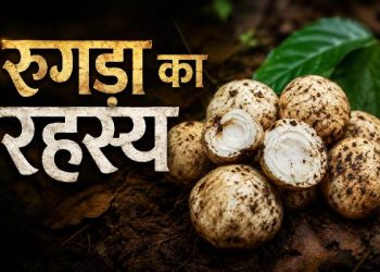 Jharkhand Rugda Facts