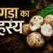 Jharkhand Rugda Facts: महंगे दाम, भारी मांग...आज जंगल की देन, क्या कल बनेगा करोड़ों का उद्योग? जानिए जंगल के इस अनोखे खजाने का रहस्य 7 Jharkhand Rugda Facts