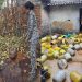 Major crackdown on illegal liquor mafia in Giridih