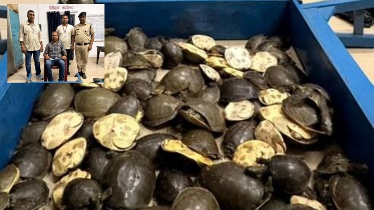 दून एक्सप्रेस के महिला कोच से 120 जिंदा कछुए बरामद, तस्करी की आशंका; Dhanbad में RPF की बड़ी कार्रवाई 1 120 live turtles recovered from the women's coach of the Doon Express; smuggling suspected; major operation by RPF in Dhanbad.