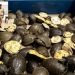 120 live turtles recovered from the women's coach of the Doon Express; smuggling suspected; major operation by RPF in Dhanbad.