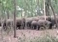 Koderma Massive elephant Rampage