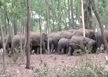 Koderma Massive elephant Rampage