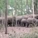 Koderma Massive elephant Rampage