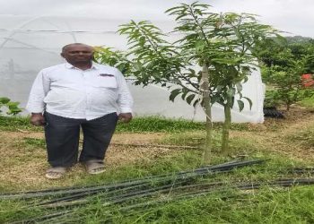 mangoes worth ₹4 lakh stolen in Hazaribag