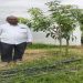 mangoes worth ₹4 lakh stolen in Hazaribag