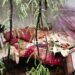 Heavy storm wreaks havoc in Ranchi: Falling trees destroy houses, forcing families to live under the open sky