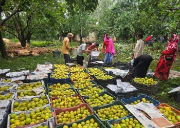 Netarhat pears are now reaching major markets; women farmers are getting better prices for their produce.