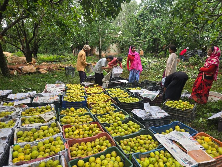 Netarhat pears are now reaching major markets; women farmers are getting better prices for their produce.