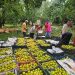 Netarhat pears are now reaching major markets; women farmers are getting better prices for their produce.