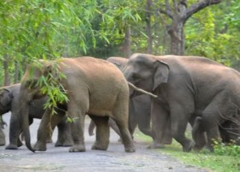 कोडरमा के पपलो गांव में हाथियों का उत्पात, दो एकड़ धान की फसल बर्बाद 6 कोडरमा के पपलो गांव में हाथियों का उत्पात, दो एकड़ धान की फसल बर्बाद