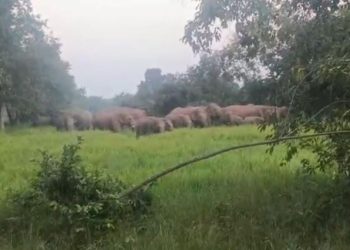 कोडरमा के खरपोका गांव में जंगली हाथियों का आतंक, रातभर पहरेदारी कर रहे ग्रामीण