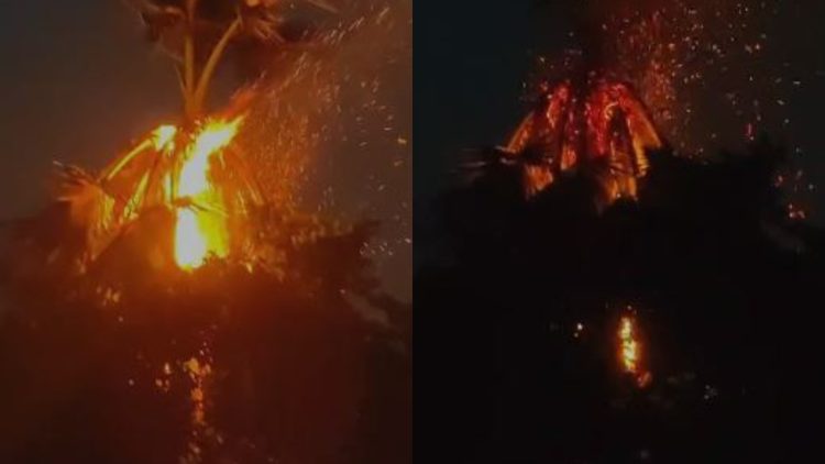धनबाद में बिजली गिरने से अफरा-तफरी-ताड़ के पेड़ में लगी आग, महिला को लगा झटका